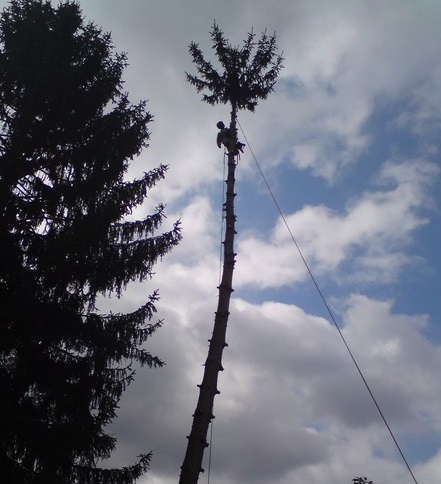 travaux en hauteur dans les arbres